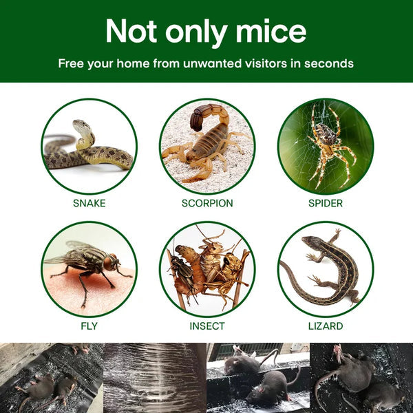 🪤 Mouse Trap – Hygienic & Effective Pest Control | Touchless – Buy 1, Get 1 Free